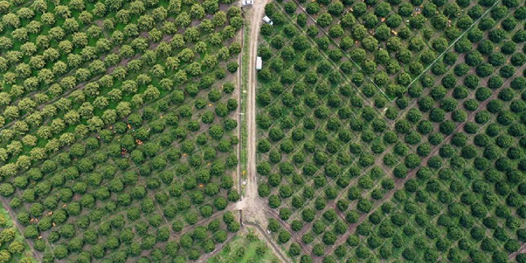 Sabah mesai başlıyor, tek tek toplanıyor! Kilosu 15 TL: Günlük ürün 500 tonu geçiyor 2